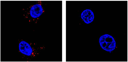 利用CRISPR/Cas9筛选，发现寨卡和登革热病毒复制所需的人蛋白