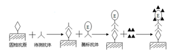 ELISA间接法示意图