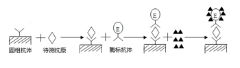 双抗体夹心法检测抗原