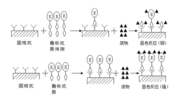 竞争法测抗原示意图