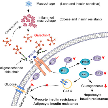 Cell：移除蛋白半乳糖凝集素3(Gal3)或可逆转胰岛素耐受性