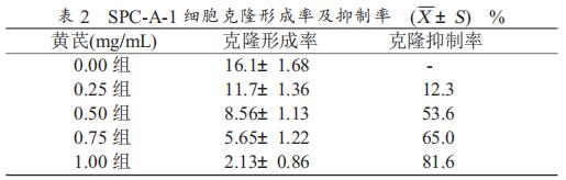 不同浓度的黄芪对 SPC-A-1 细胞软琼脂克隆形成能力的影响