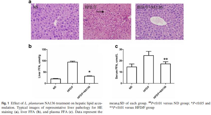 L. plantarumNA136 ameliorated fat accumulation in the liver 