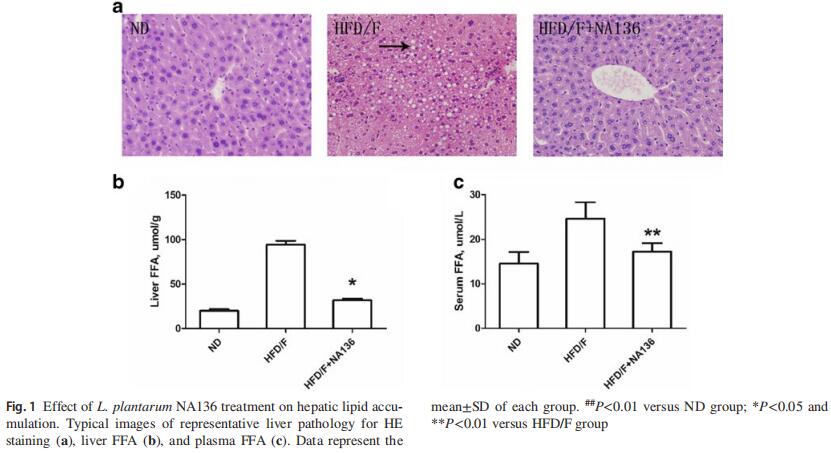 L. plantarumNA136 ameliorated fat accumulation in the liver 