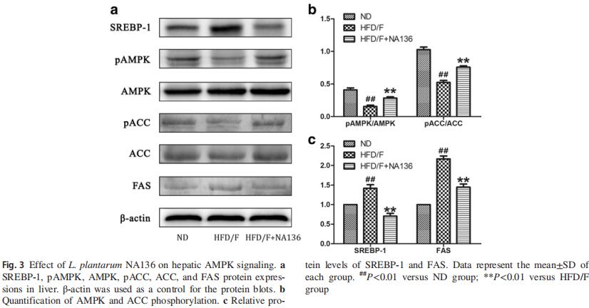 Effects of L. plantarumNA136 on hepatic AMPK signaling 