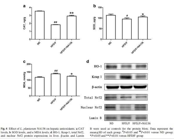 L. plantarumNA136 reduced the oxidative stress in the liver